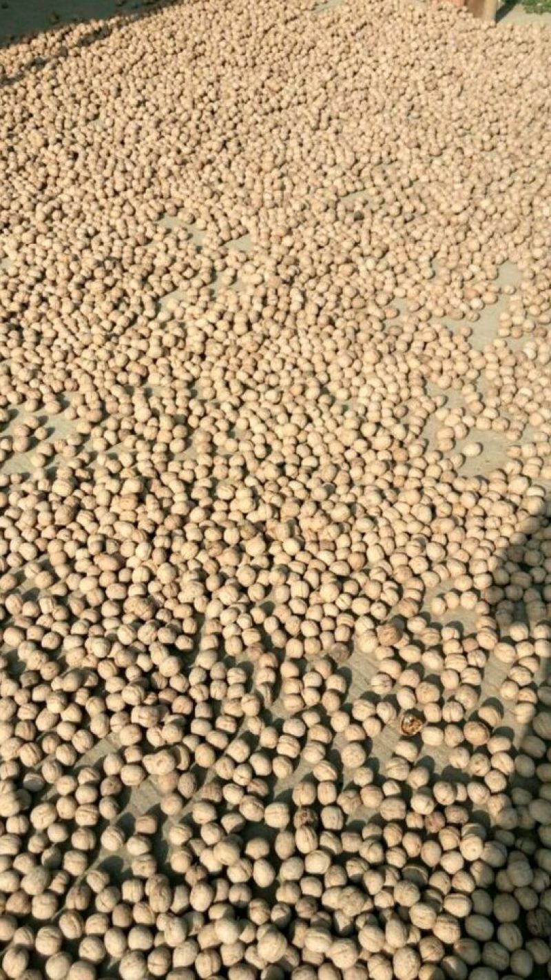 香玲核桃苗纸皮核桃苗薄皮核桃树苗核桃树苗批发核桃苗基地