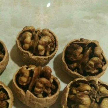 香玲核桃苗纸皮核桃苗薄皮核桃树苗核桃树苗批发核桃苗基地
