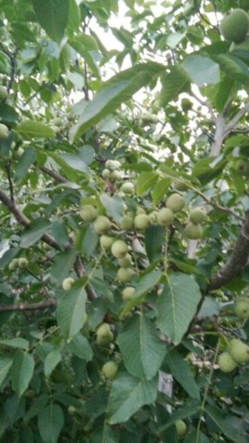 香玲核桃苗纸皮核桃苗薄皮核桃树苗核桃树苗批发核桃苗基地