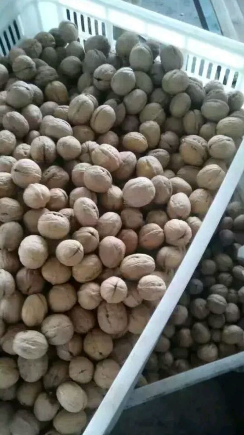 香玲核桃苗纸皮核桃苗薄皮核桃树苗核桃树苗批发核桃苗基地