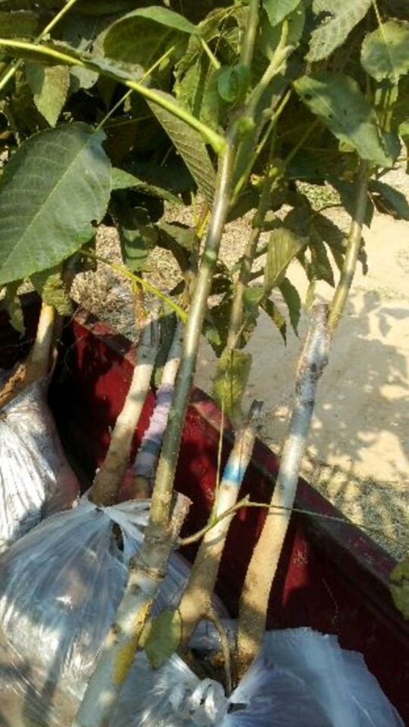 【热卖】香玲核桃苗纸皮核桃苗山东核桃苗育苗基地