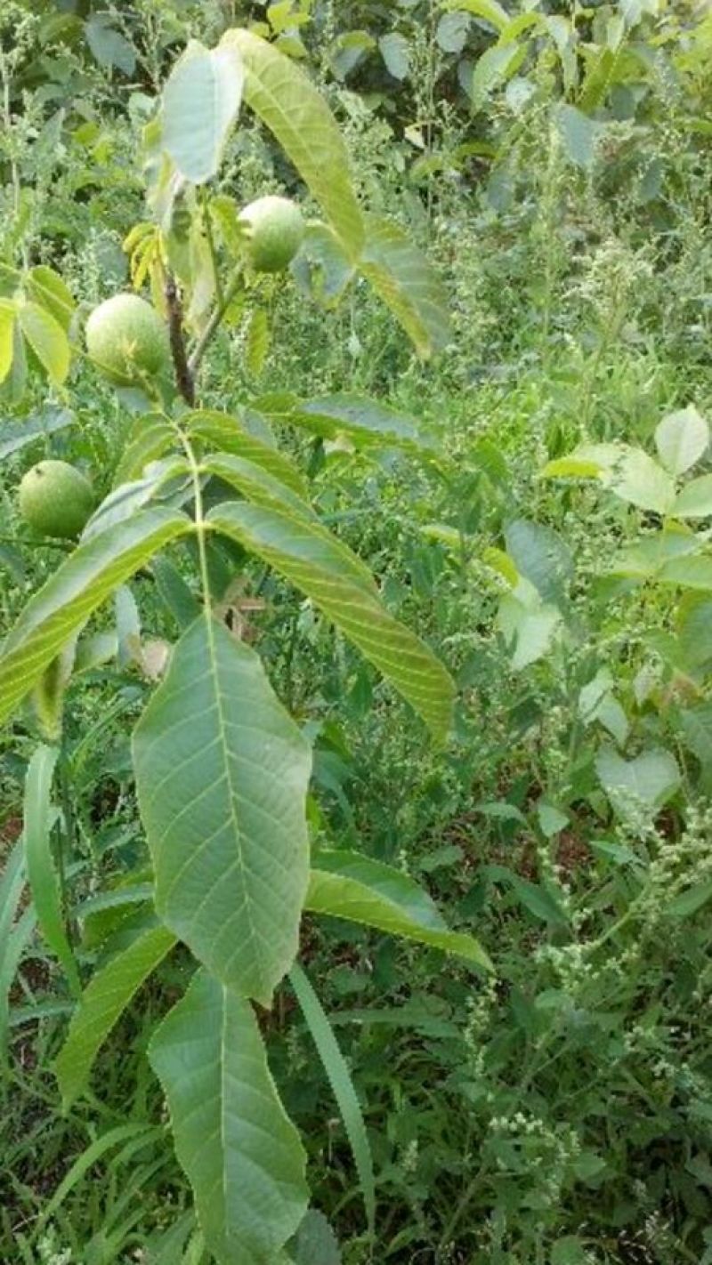 【热卖】香玲核桃苗纸皮核桃苗山东核桃苗育苗基地