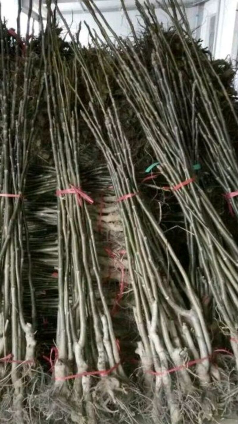 【热卖】香玲核桃苗纸皮核桃苗山东核桃苗育苗基地