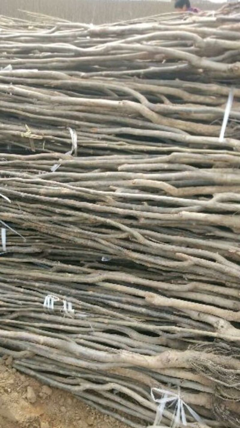 【热卖】香玲核桃苗纸皮核桃苗山东核桃苗育苗基地