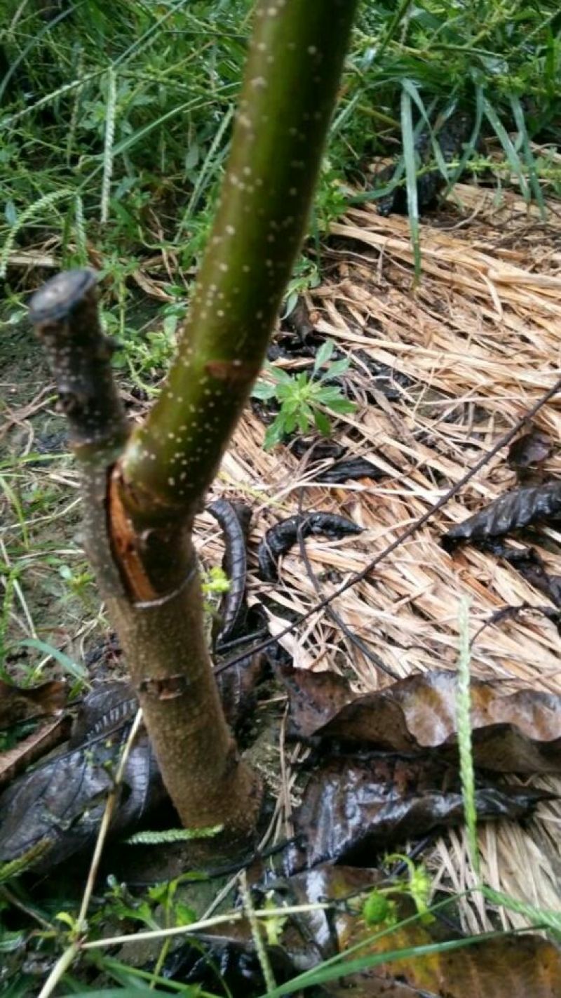 【热卖】香玲核桃苗纸皮核桃苗山东核桃苗育苗基地
