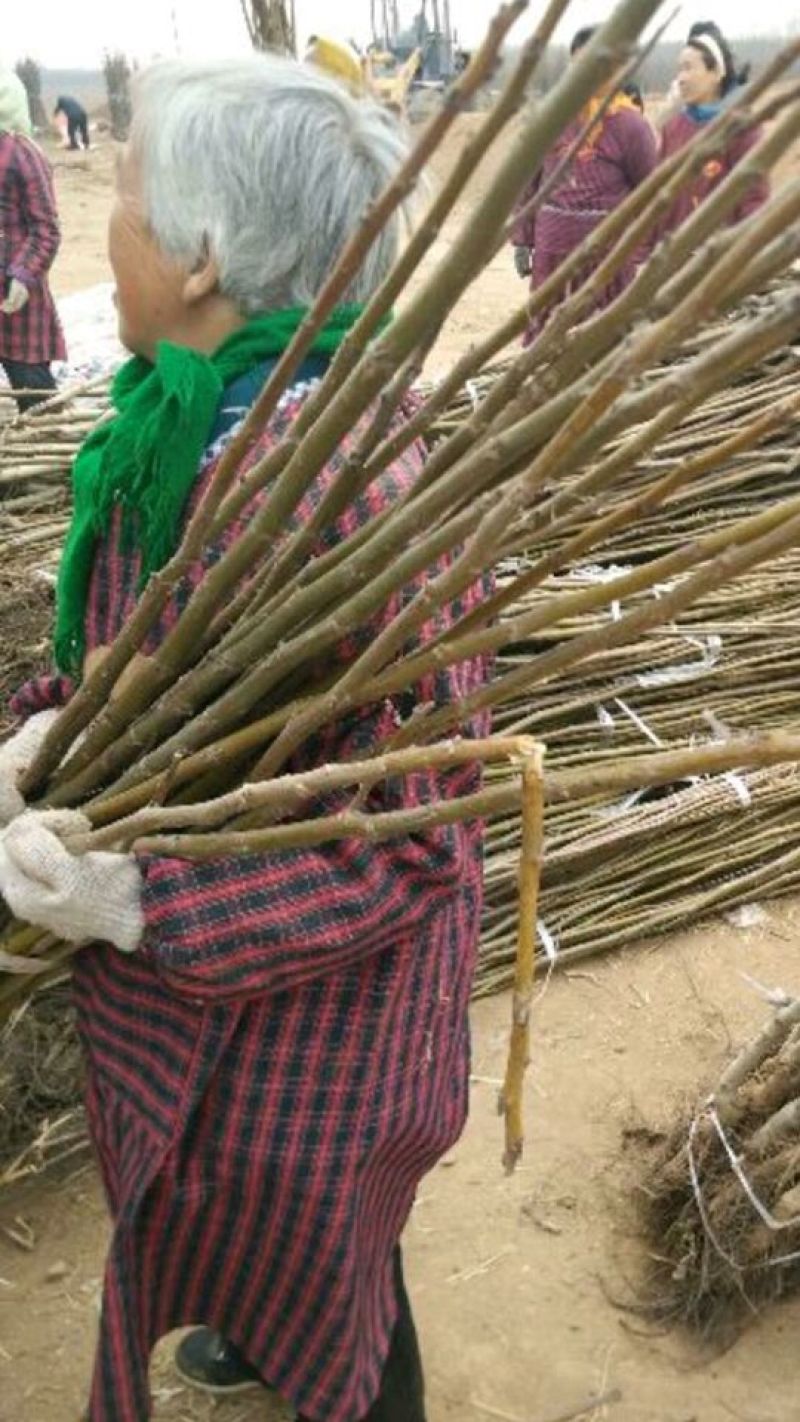 【热卖】8518核桃苗元丰核桃苗山东核桃苗基地核桃苗