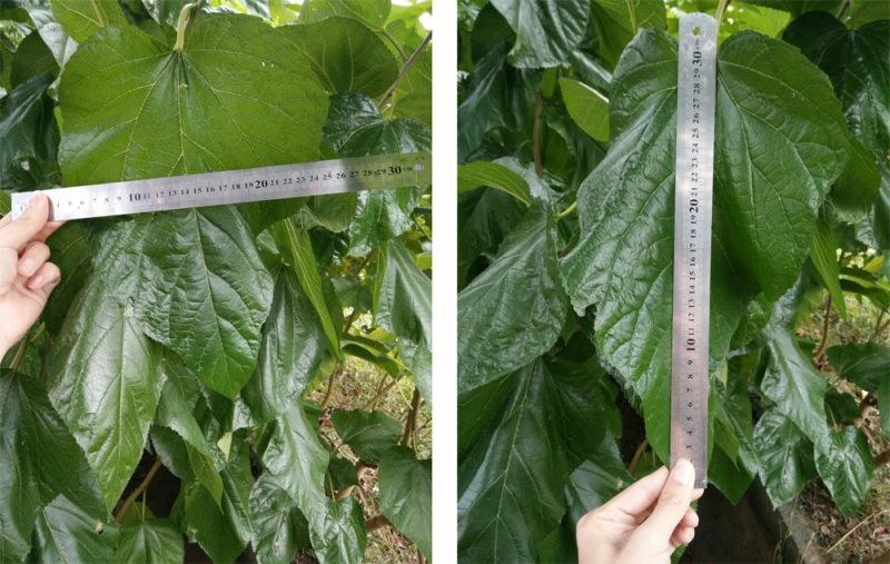 强桑1号桑树苗农桑14号大叶嫁接苗养蚕，养羊，羊牛饲料桑