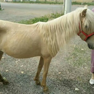 矮马100~200kg