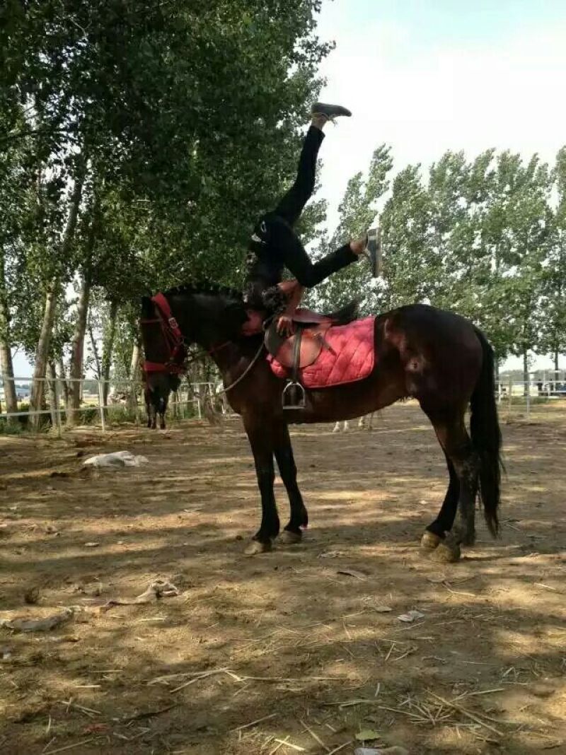 矮马100~200kg