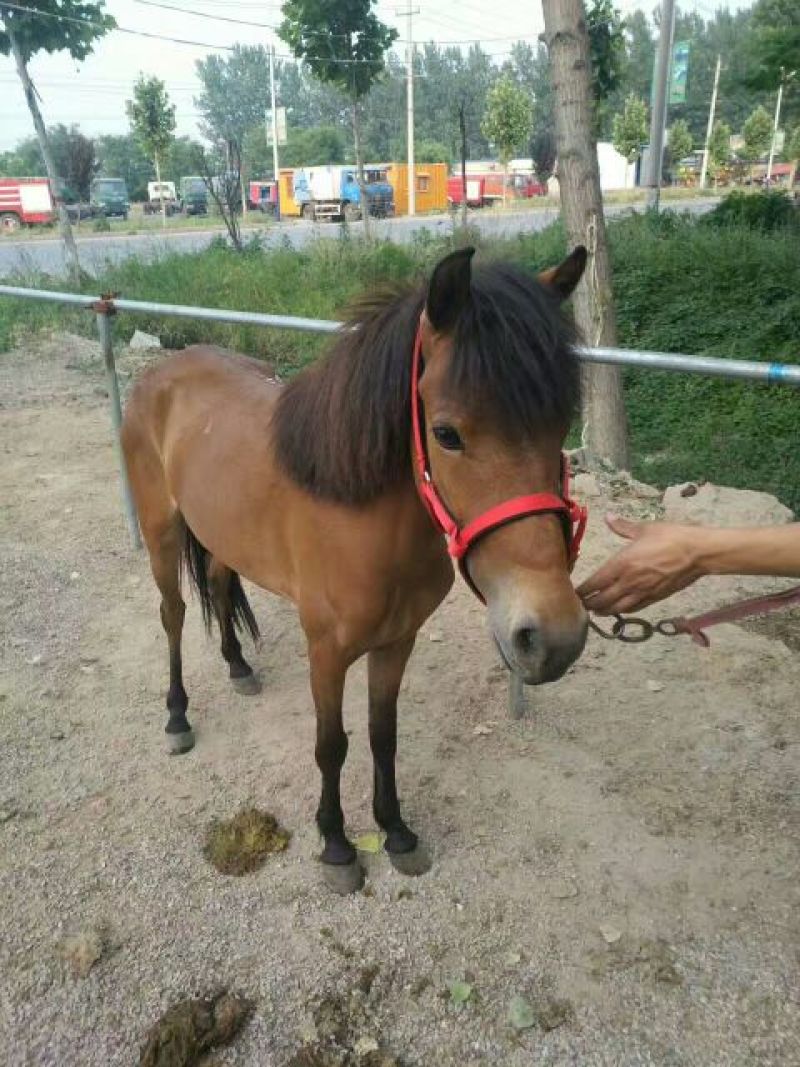矮马100~200kg