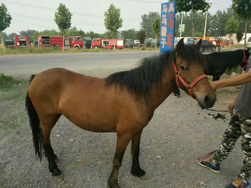 矮马100~200kg