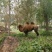 矮马100~200kg