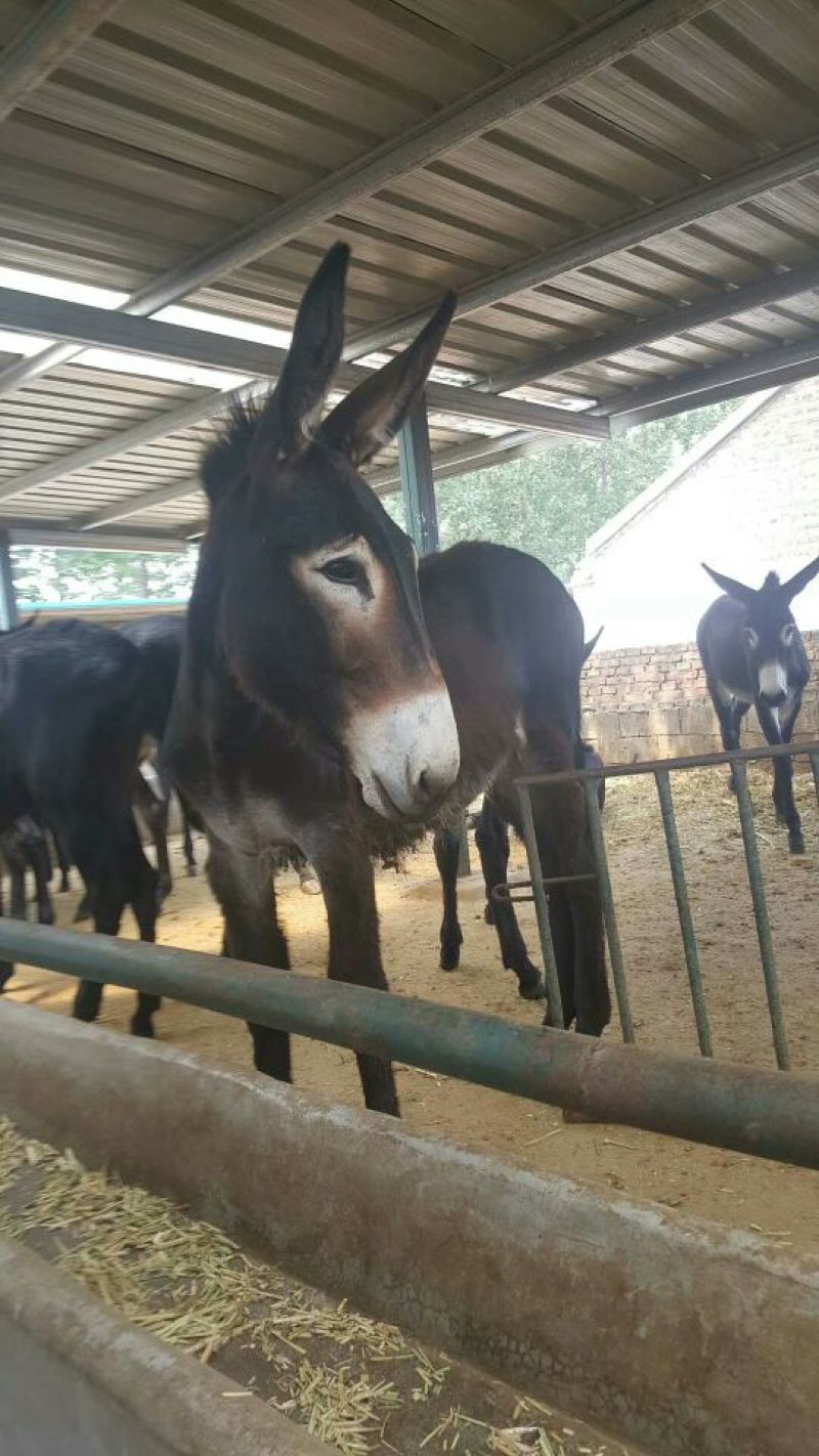 骡子300~400kg