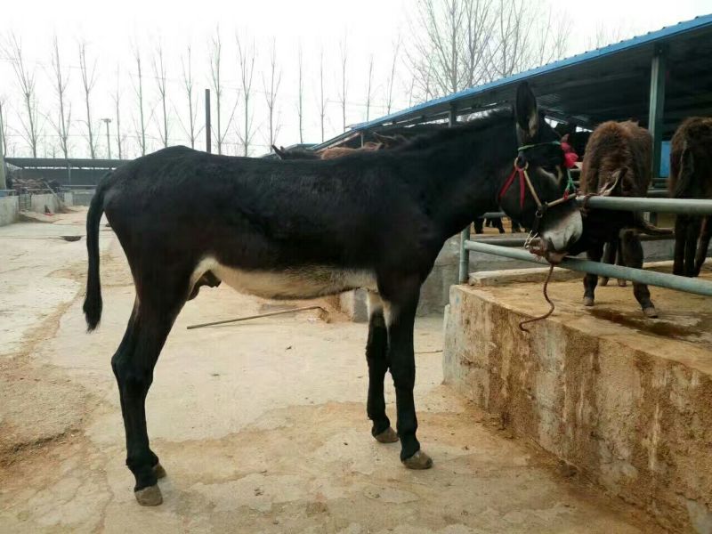 骡子300~400kg