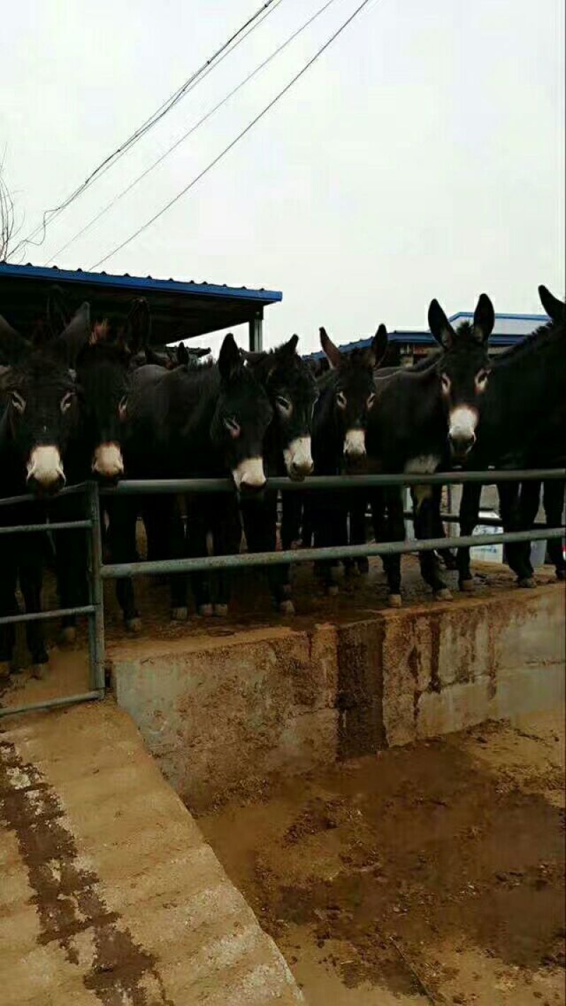 骡子300~400kg