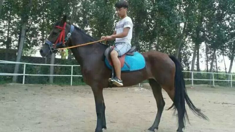 骡子300~400kg