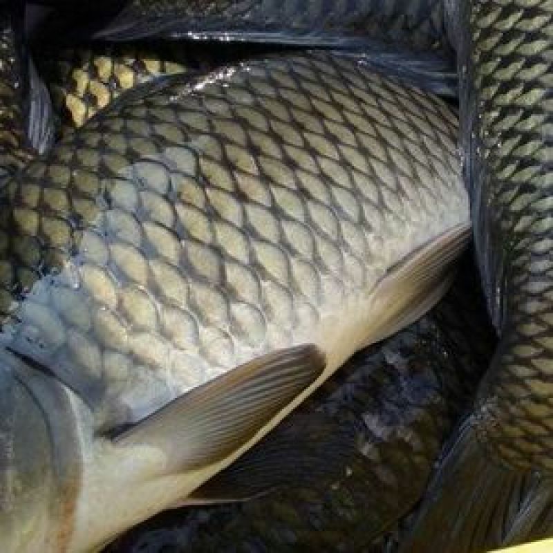 池鲤鱼食用3公斤以上