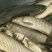 池鲤鱼食用3公斤以上