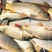 黄鲤鱼食用3公斤以上