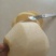 酥梨200~250g纸袋