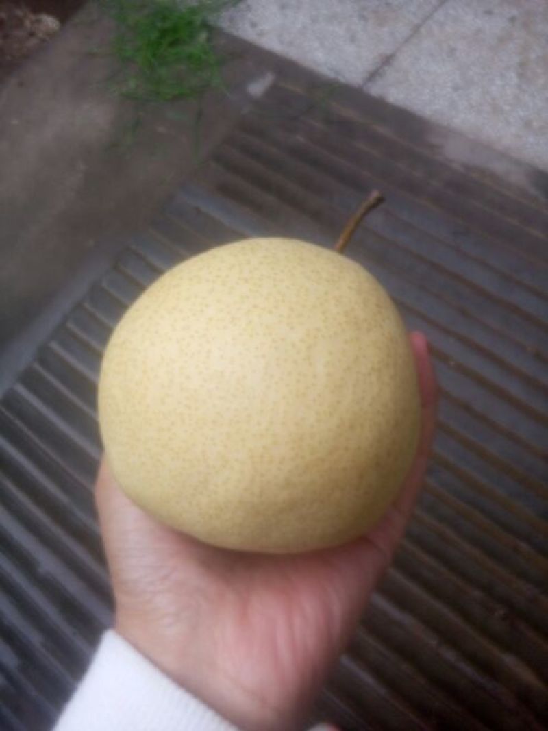 酥梨200~250g纸袋