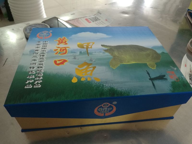 鳖黄河入海口老河道甲鱼
