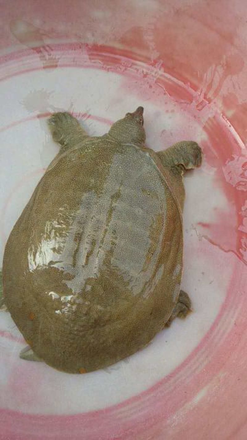 鳖黄河入海口老河道甲鱼