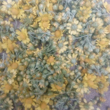野菊花统货