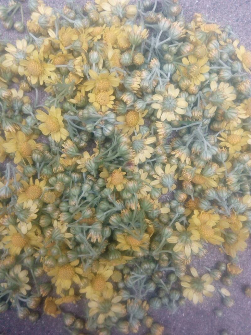 野菊花统货
