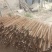 山药3~4厘米40~50厘米一级