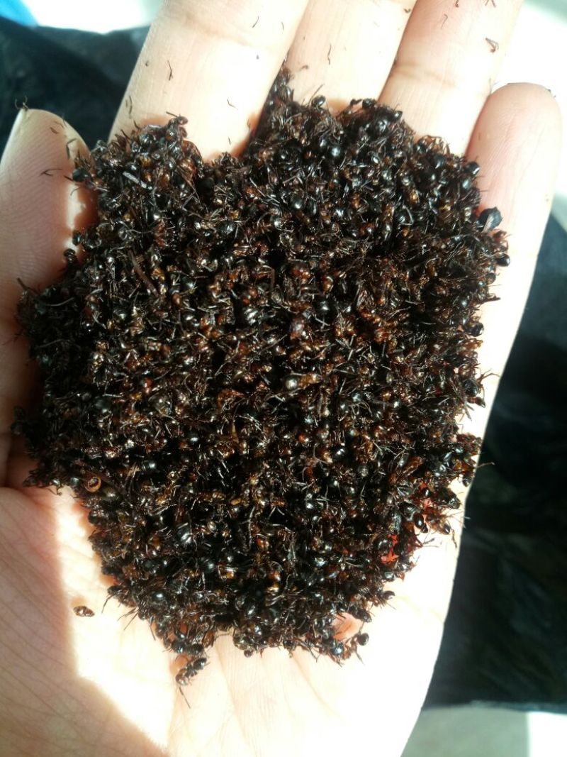 红蚂蚁内蒙干货2斤起包邮