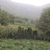 山东潍坊玉哥果蔬的一亩田店铺