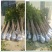 金桂花苗金桂花树苗桂花树苗1米以上基地直销量大价低