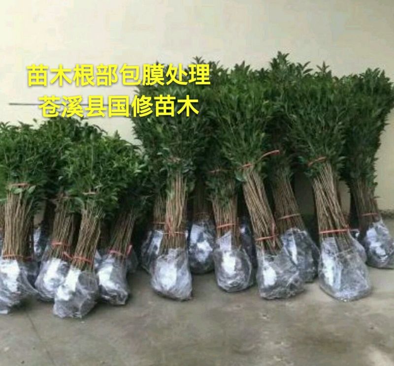 金桂花苗金桂花树苗桂花树苗1米以上基地直销量大价低