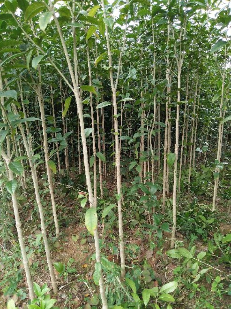 金桂花苗金桂花树苗桂花树苗1米以上基地直销量大价低