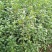 金桂花苗金桂花树苗桂花树苗1米以上基地直销量大价低