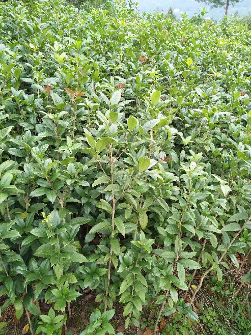 金桂花苗金桂花树苗桂花树苗1米以上基地直销量大价低