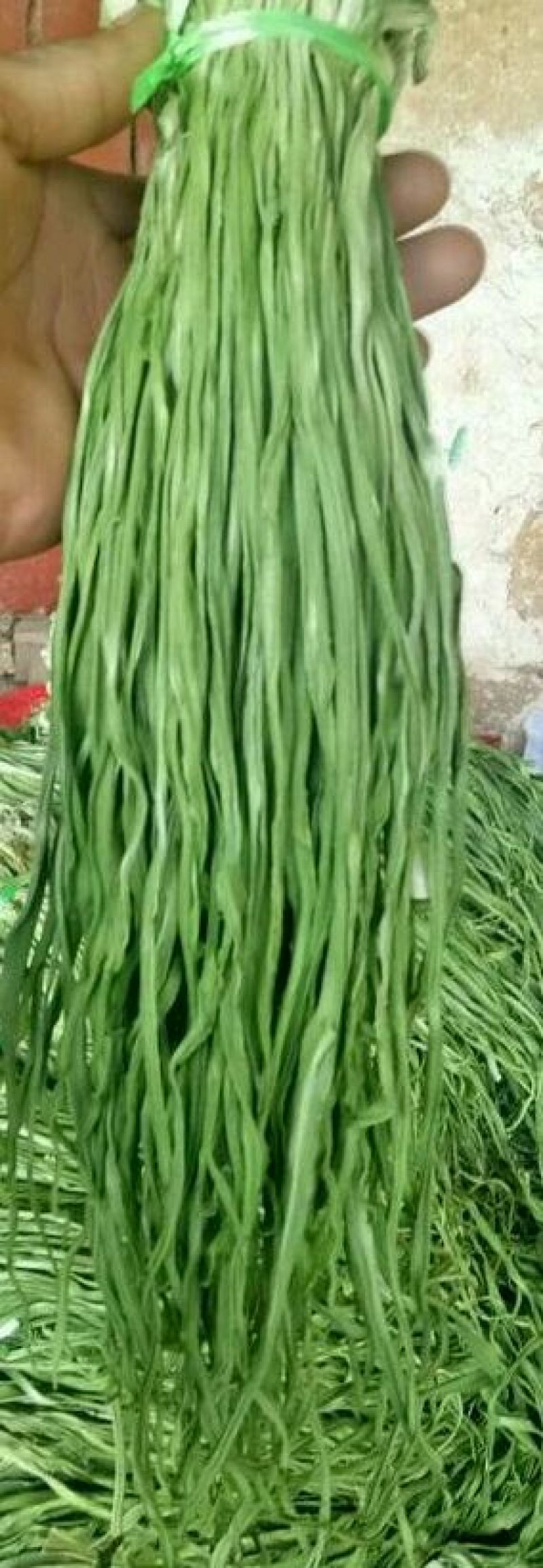 云南野菜特菜/贡菜精品贡菜/量大价优/欢迎咨询