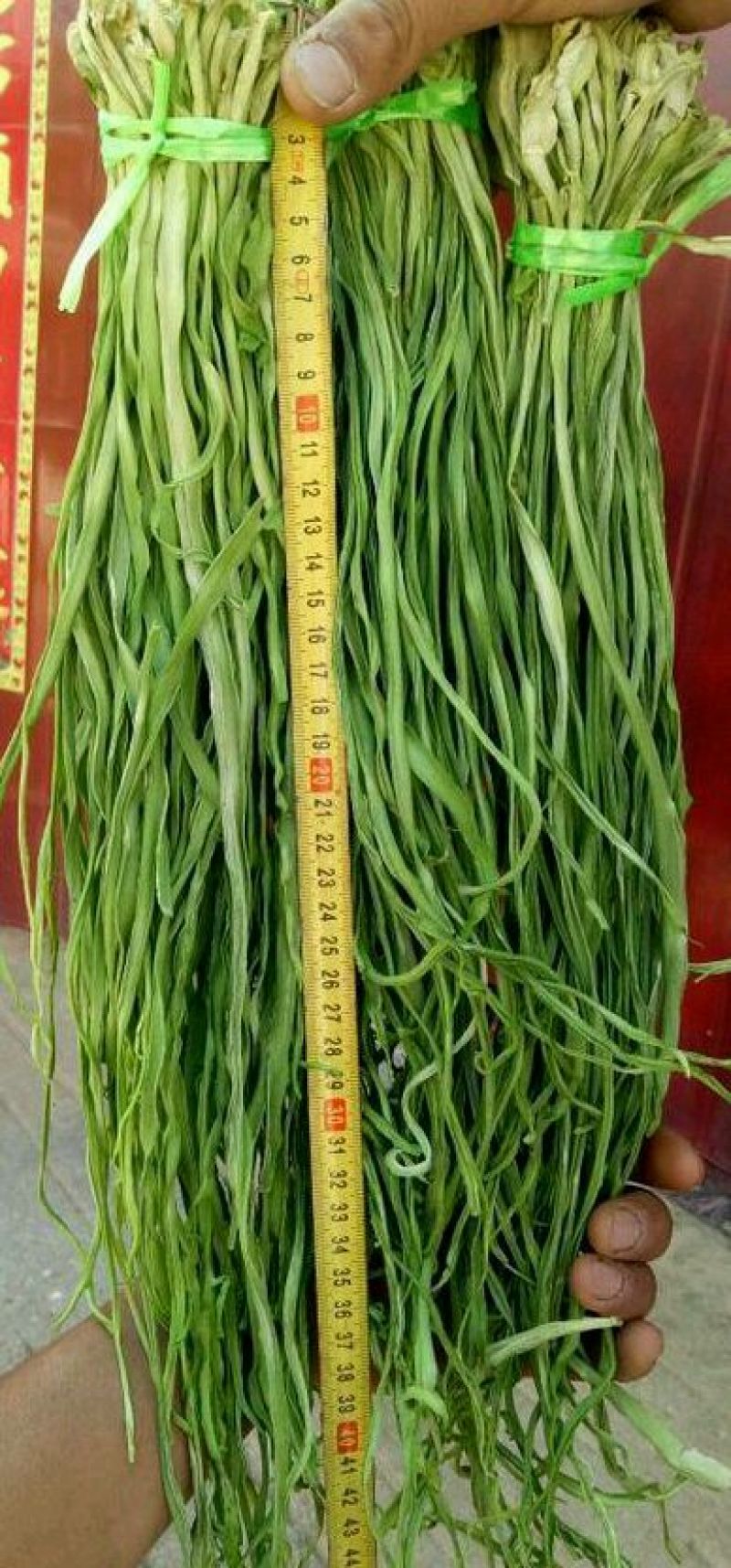云南野菜特菜/贡菜精品贡菜/量大价优/欢迎咨询