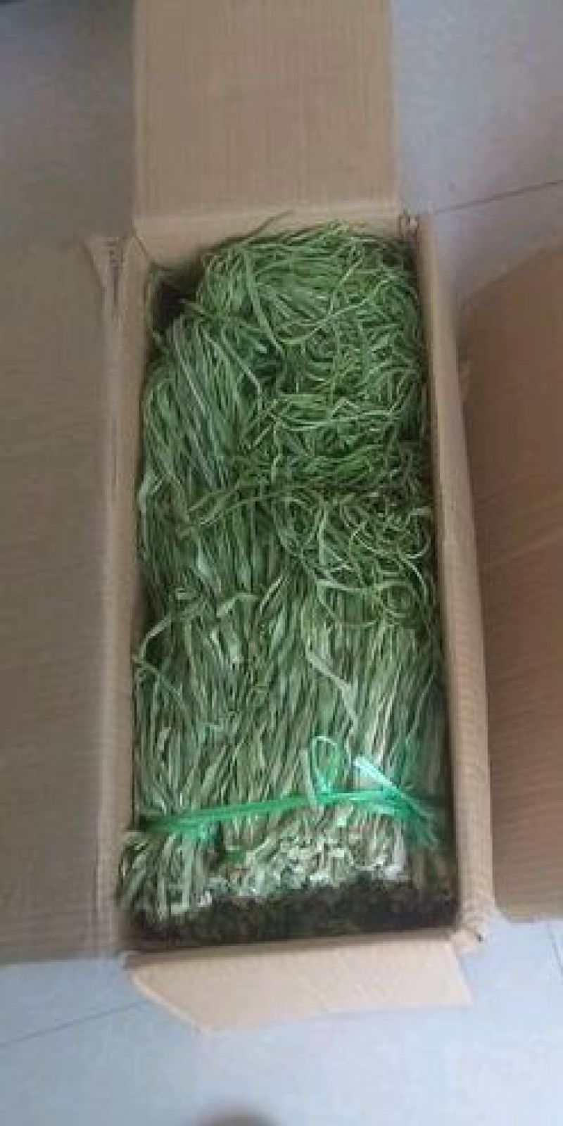 云南野菜特菜/贡菜精品贡菜/量大价优/欢迎咨询