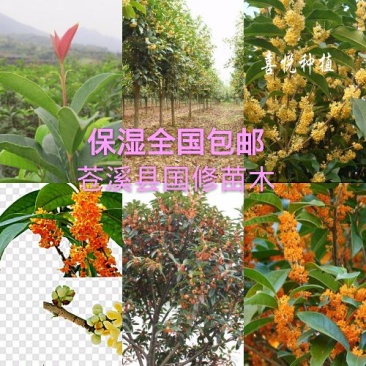金桂花树苗1米以上包湿包装发苗基地直销
