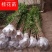 金桂花树苗1米以上包湿包装发苗基地直销