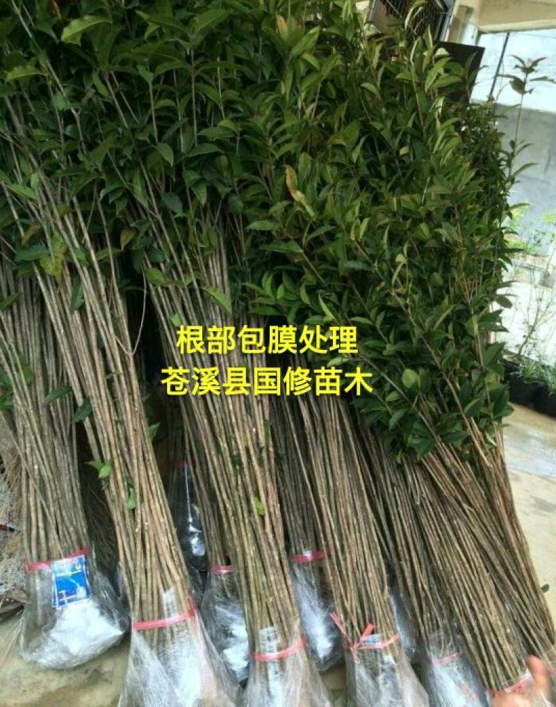 金桂花树苗1米以上包湿包装发苗基地直销
