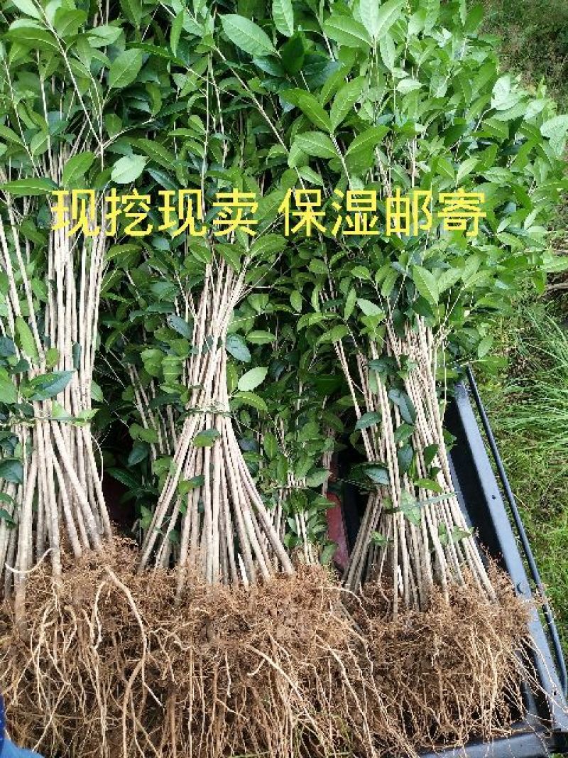 金桂花树苗1米以上包湿包装发苗基地直销