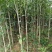 金桂花树苗1米以上包湿包装发苗基地直销