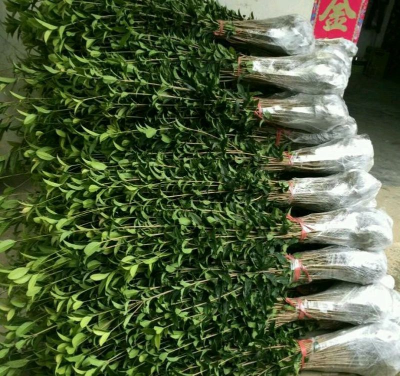 金桂花树苗1米以上包湿包装发苗基地直销
