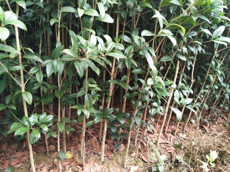 金桂花树苗1米以上包湿包装发苗基地直销