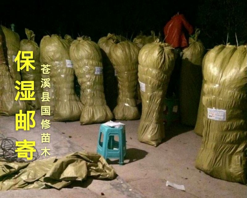 金桂花树苗1米以上包湿包装发苗基地直销