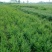 小叶女贞苗小叶女贞球小叶女贞造型树庭院景观植物