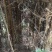 杉树3m以上